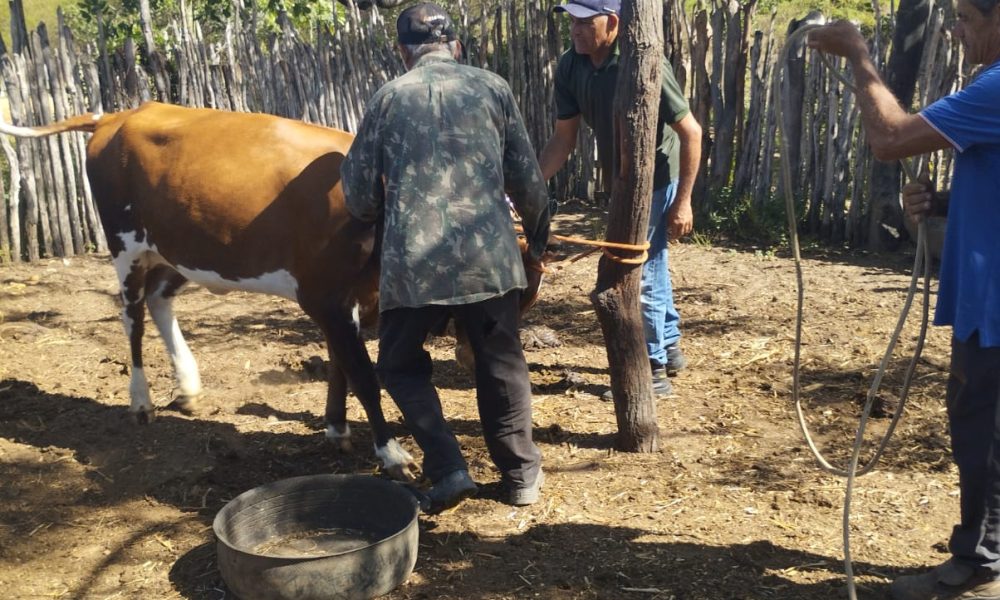 Serra do Mel atinge 100% de vacinação contra febre aftosa