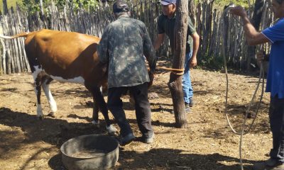 Serra do Mel atinge 100% de vacinação contra febre aftosa