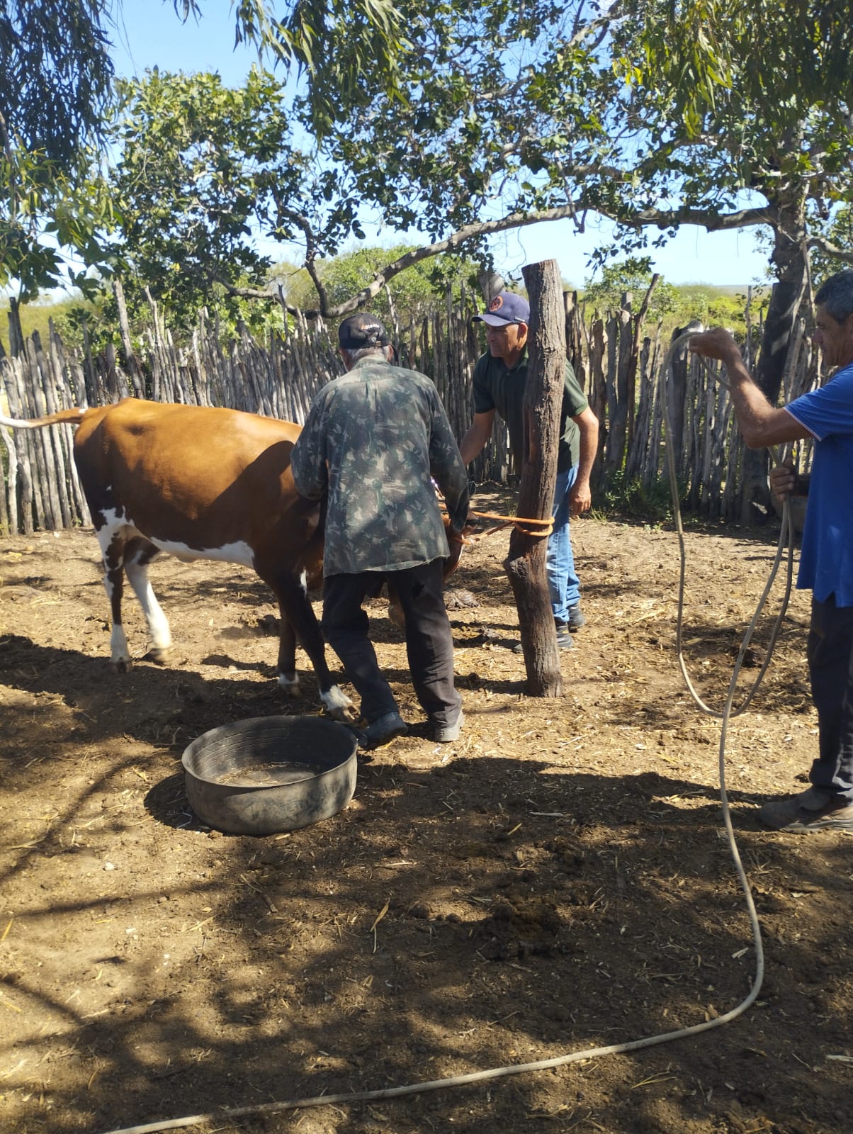 Serra do Mel atinge 100% de vacinação contra febre aftosa