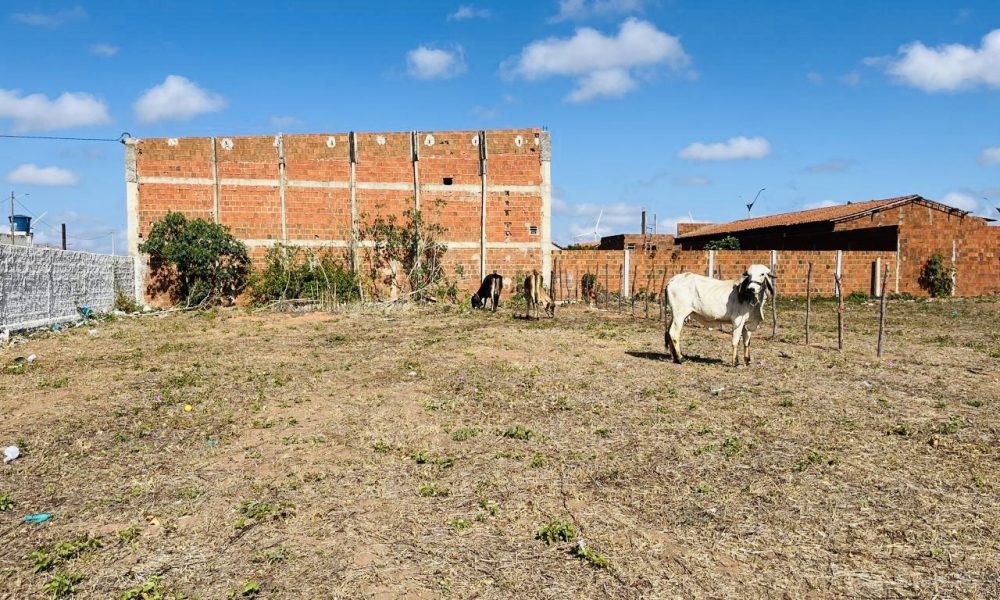Prefeitura de Serra do Mel recolhe animais soltos nas ruas e reforça responsabilidade dos tutores