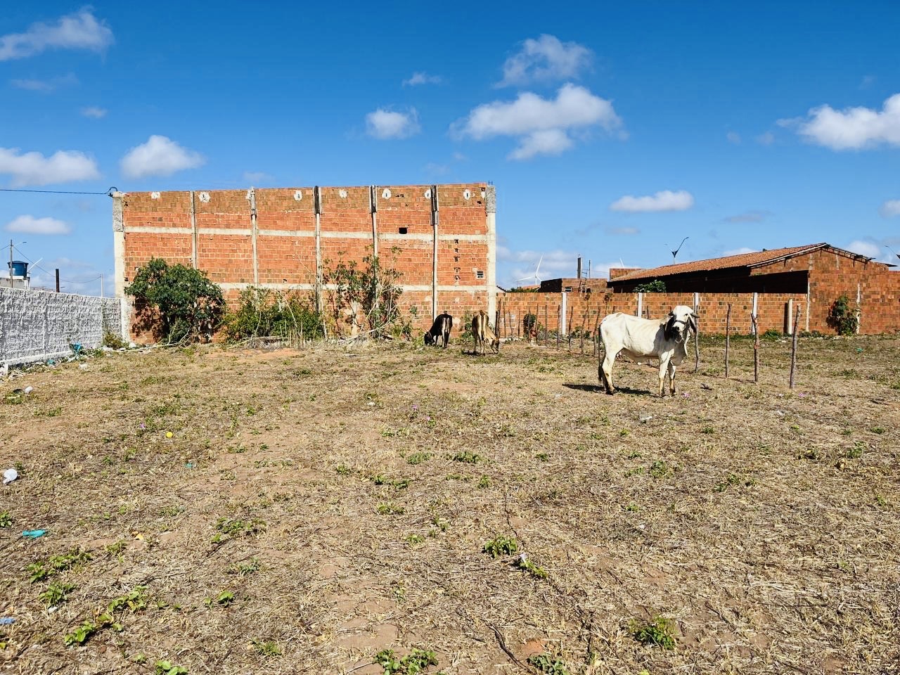 Prefeitura de Serra do Mel recolhe animais soltos nas ruas e reforça responsabilidade dos tutores